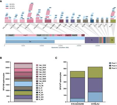 DNA immunization with in silico predicted T-cell epitopes protects against lethal SARS-CoV-2 infection in K18-hACE2 mice